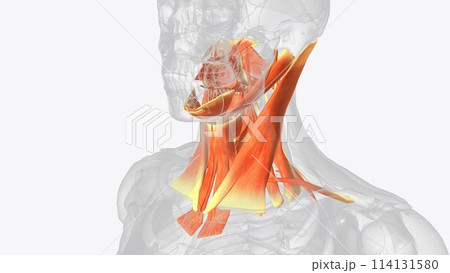 The muscles of the neck are present in four main groups The muscles of the neck are present in four main groups 114131580