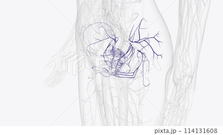 Tributaries of internal iliac vein Tributaries of internal iliac vein 114131608