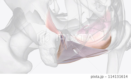 The visceral pelvic fascia is a condensation of connective tissue that arises from the parietal fascia laterally The visceral pelvic fascia is a condensation of connective tissue that arises from the parietal fascia laterally 114131614