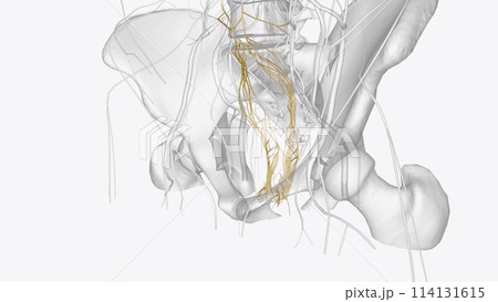 The abdominal and pelvic viscera receive their motor innervation from autonomics derived from both the sympathetic and parasympathetic nervous systems 114131615