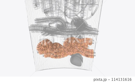Adrenal Gland Tissue of Medulla Adrenal Gland Tissue of Medulla 114131616