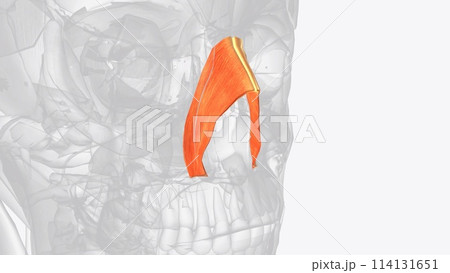 The nasalis muscle is a sphincter-like muscle of the nose. It has a transverse part and an alar part 114131651