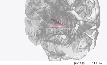 Commissure of fornix of forebrain 114131670