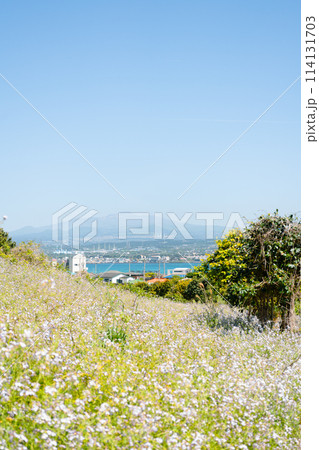 Biyangdo Island flower field and seaside village at spring in Jeju island, Korea Biyangdo Island flower field and seaside village at spring in Jeju island, Korea 114131703