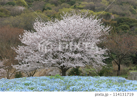 桜とネモフィラ 114131719