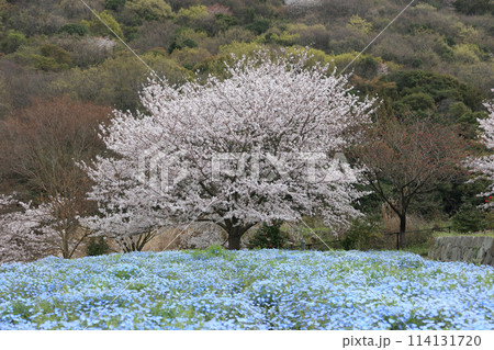 桜とネモフィラ 114131720