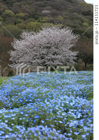 桜とネモフィラ 桜とネモフィラ 114131723