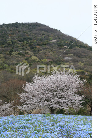 善通寺五岳の里 市民集いの丘公園の桜とネモフィラ 114131740