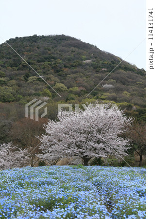 善通寺五岳の里 市民集いの丘公園の桜とネモフィラ 善通寺五岳の里 市民集いの丘公園の桜とネモフィラ 114131741