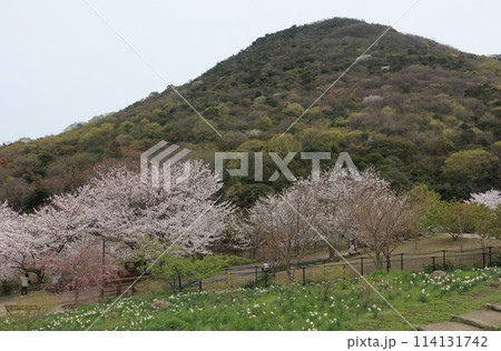 善通寺五岳の里 市民集いの丘公園の桜と筆の山 114131742