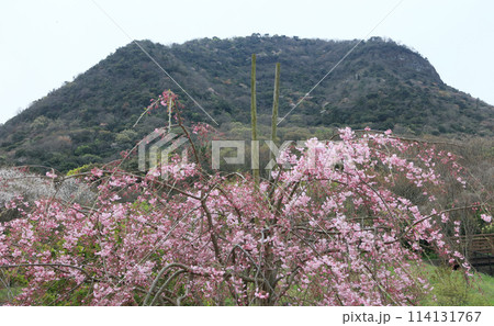 善通寺五岳の里 市民集いの丘公園の桜と我拝師山 善通寺五岳の里 市民集いの丘公園の桜と我拝師山 114131767