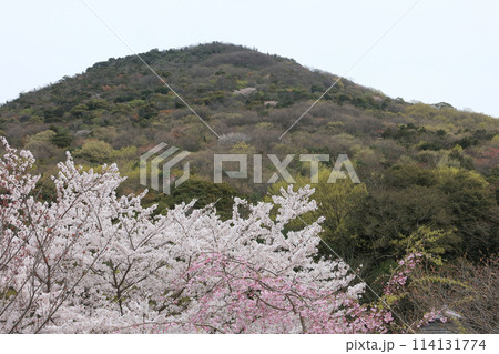 善通寺五岳の里 市民集いの丘公園の桜と筆の山 114131774