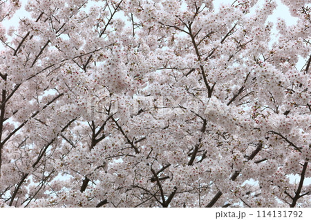 満開の桜 114131792