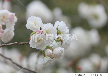 満開の桜（クローズアップ） 114131800