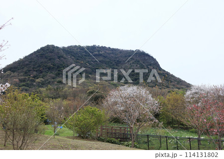 善通寺五岳の里 市民集いの丘公園の桜と我拝師山 善通寺五岳の里 市民集いの丘公園の桜と我拝師山 114131802
