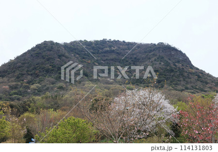 善通寺五岳の里 市民集いの丘公園の桜と我拝師山 114131803