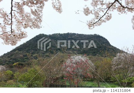 善通寺五岳の里 市民集いの丘公園の桜と我拝師山 114131804