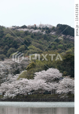 道の駅「たからだの里さいた」の戸川ダム公園の桜 道の駅「たからだの里さいた」の戸川ダム公園の桜 114131816