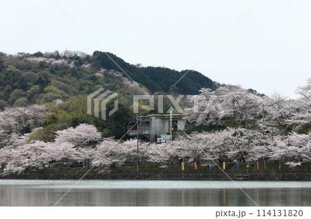 道の駅「たからだの里さいた」の戸川ダム公園の桜 道の駅「たからだの里さいた」の戸川ダム公園の桜 114131820