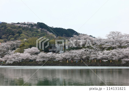 道の駅「たからだの里さいた」の戸川ダム公園の桜 道の駅「たからだの里さいた」の戸川ダム公園の桜 114131821
