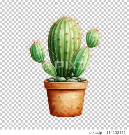 Cacti for Home and Garden 114132321