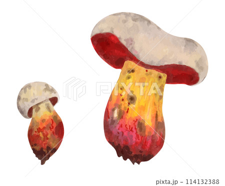 Poisonous mushroom Rubroboletus satanas (satanic mushroom). Illustration with watercolors and markers. Hand drawn isolated art. Botanical magical forest plant. Wild nature. Vector. 114132388