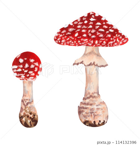 Poisonous fly agaric mushroom with a red hood strewn with white dots. Illustration with watercolor and markers. Hand drawn isolated art. Botanical magical forest plant. Fantastic atmosphere. Vector. Poisonous fly agaric mushroom with a red hood strewn with white dots. Illustration with watercolor and markers. Hand drawn isolated art. Botanical magical forest plant. Fantastic atmosphere. Vector. 114132396