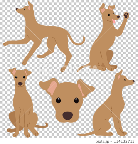 簡單可愛的棕色義大利靈緹犬插畫，無主線 114132713