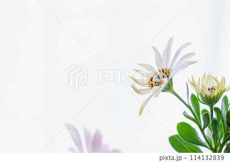 白い花　セレニティ 114132839