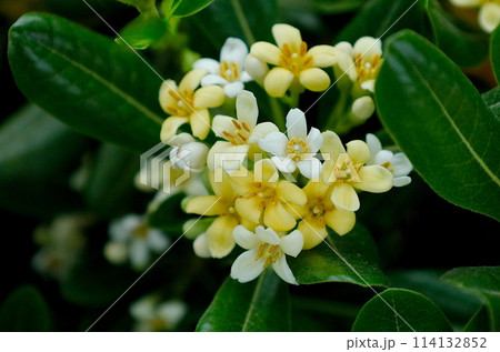 白と黄色のトベラの花 白と黄色のトベラの花 114132852