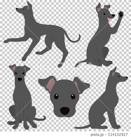 Simple and cute dark gray Italian Greyhound illustration set without main lines 114132927