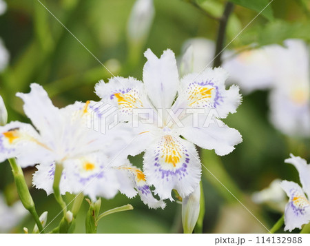 シャガの花 114132988