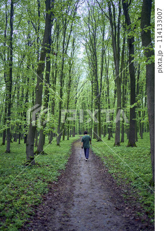 elderly woman is engaged in Nordic walking with sticks in the spring forest 114133007
