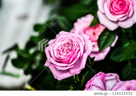 ピンクのバラ 114133552