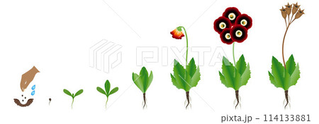 Cycle of growth of primula auricula plant on a white background. 114133881