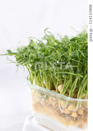 Green pea seed sprouts Green pea seed sprouts 114133906