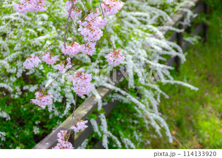 百楽桜【田淵行男記念館】 百楽桜【田淵行男記念館】 114133920