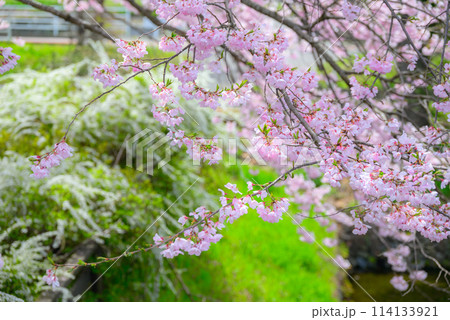 百楽桜【田淵行男記念館】 114133921