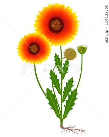 Gaillardia flower with fruit and roots on a white background. 114135350