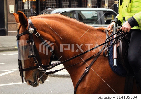 イギリス ロンドン 騎馬警官 馬 114135534
