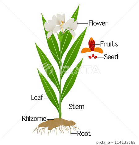 Parts of hedychium coronarium ginger plant isolated on a white. 114135569