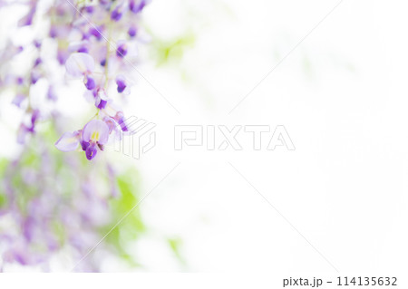藤の花 イメージ 藤の花 イメージ 114135632