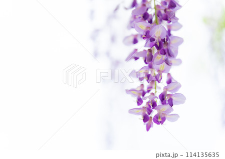藤の花 イメージ 114135635