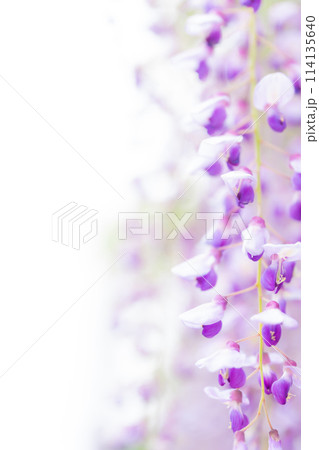 藤の花 イメージ 114135640