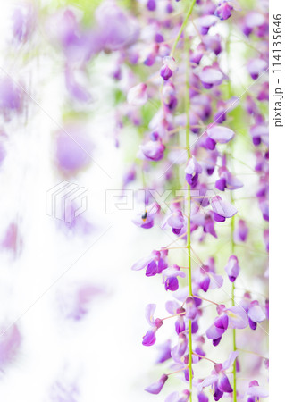 藤の花 イメージ 114135646