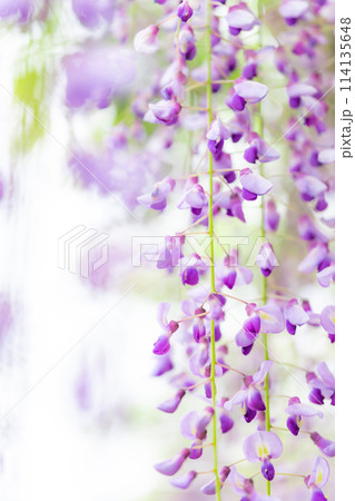 藤の花 イメージ 藤の花 イメージ 114135648