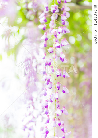 藤の花 イメージ 藤の花 イメージ 114135649