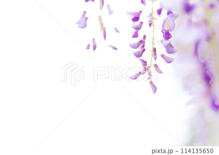 藤の花 イメージ 114135650