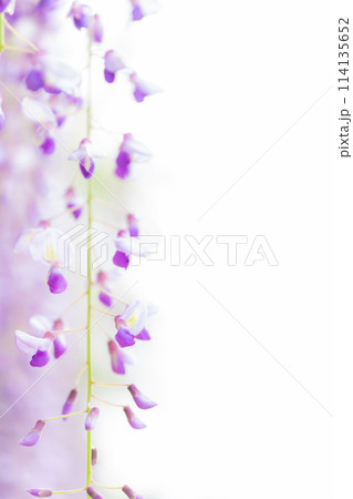 藤の花 イメージ 114135652