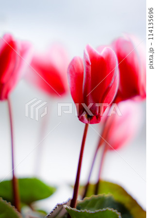 シクラメンの花 114135696